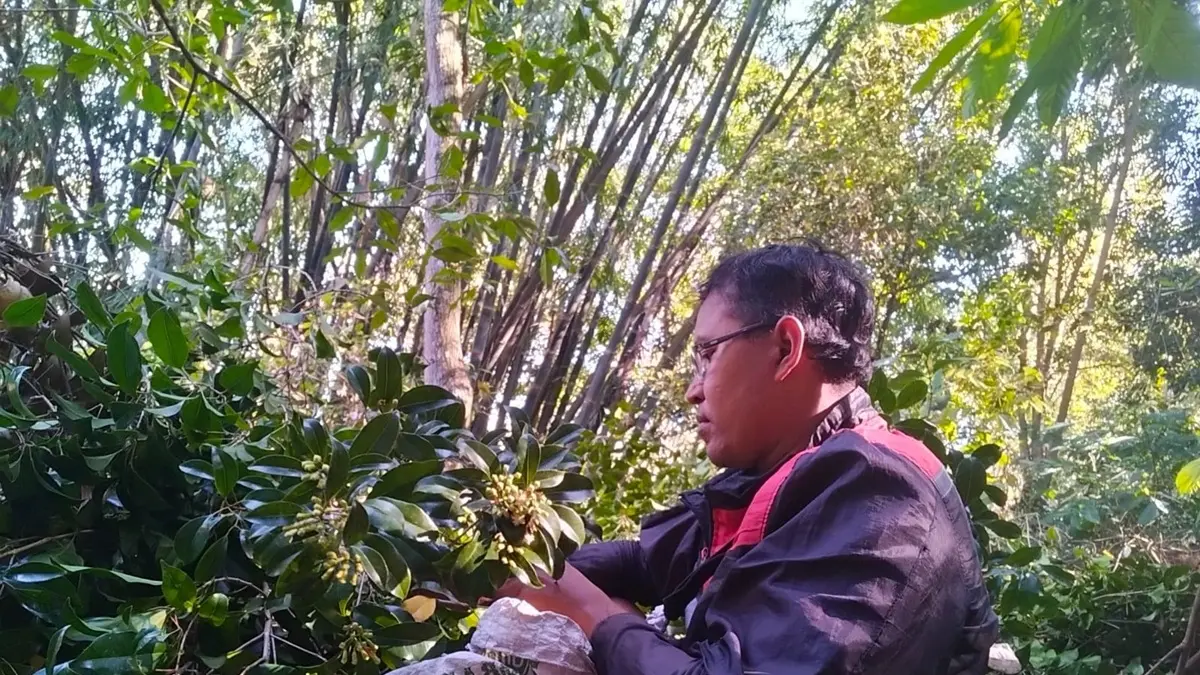 DIPETIK: Endon Siswoyo, petani cengkeh asal Desa Galengdowo Kecamatan Wonosalam, Jombang saat memetik cengkeh di kebunnya. (Anggi Fridianto/Radar Jombang)