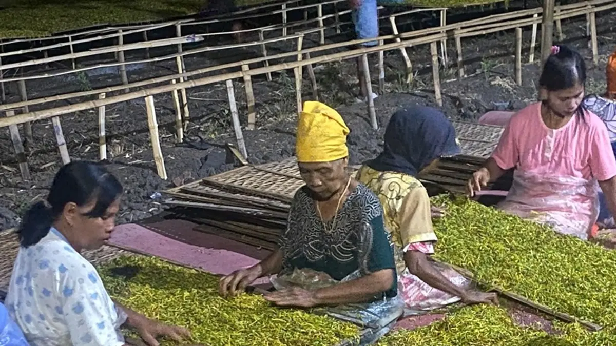 UNTUNG: Petani di Desa Kepuhrejo, Kecamatan Kudu, Jombang saat merajang tembakau. (Azmy Endiyana/Radar Jombang)