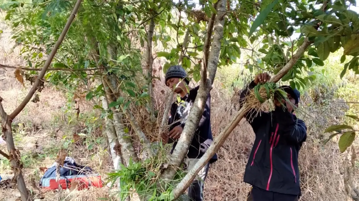 DIRAWAT: Zainuddin, 44 bersama anggota komunitasnya saat merawat pohon Iprik yang sudah tumbuh di area bukit Sintok Wonosalam, Jombang, Agustus lalu.  (Anggi Fridianto/Radar Jombang)