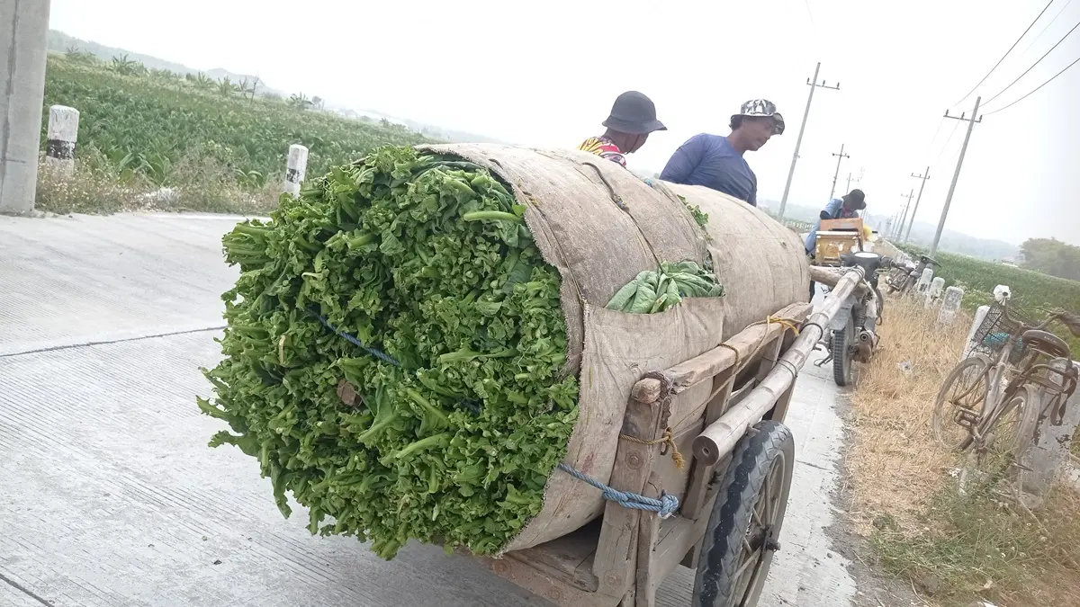 SEMRINGAH: Petani di Desa Sumbergondang, Kecamatan Kabuh, Jombang memanen tembakau sebelum dijual ke perajang. (Azmy Endiyana/Radar Jombang)