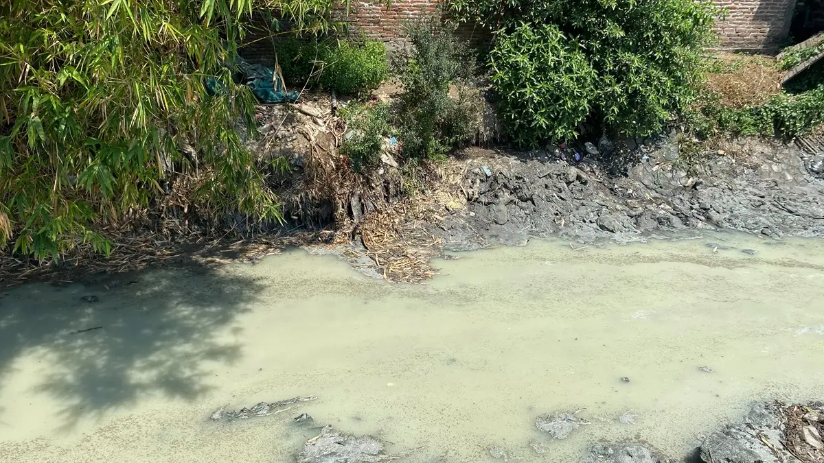 PENUH LIMBAH: Saluran Sekunder di Desa Mayangan, Jogoroto, Jombang penuh limbah, (23/9). (Anggi Fridianto/Radar Jombang)