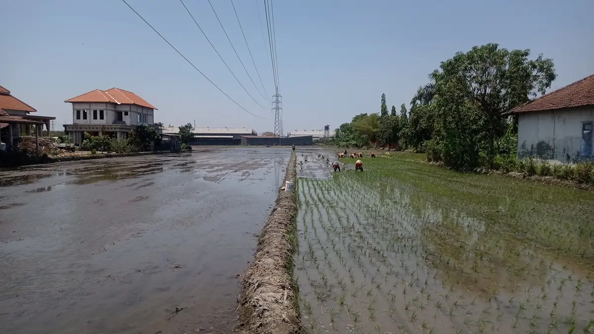 DITANAMI PADI: Lahan pertanian di antara permukiman dan kawasan pabrik di Desa Tunggorono, Kecamatan Jombang. (Ainul Hafidz/Radar Jombang)