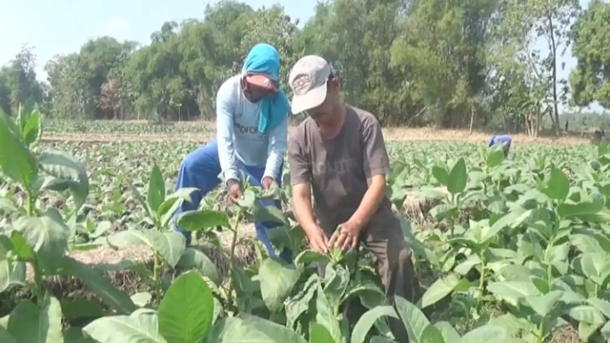 PANEN: Petani tembakau di Dusun Bedander, Desa Sumbergondang, Kecamatan Kabuh, Jombang panen. (Azmy Endiyana/Radar Jombang)