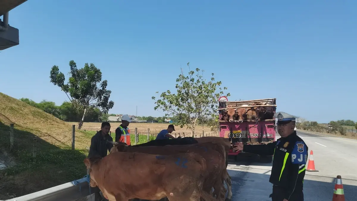 Kecelakaan tunggal terjadi di Jalan Tol Jombang–Mojokerto (Jomo) KM 692 jalur A, Desa Kedungbetik, Kecamatan Kesamben, Jumat (2/10) siang. (IST)