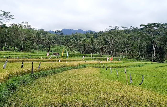 Salah satu area persawahan di wilayah Patuk Gunungkidul. Musim hujan mulai tiba, DPP gunungkidul targetkan perluas lahan tanam padi.
