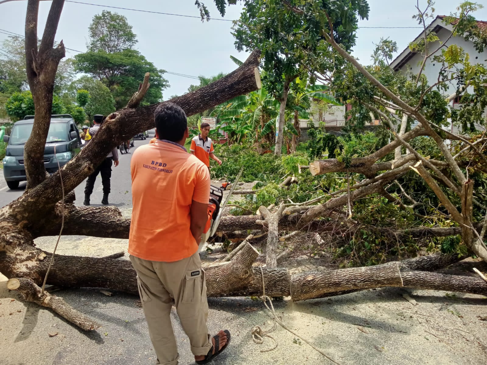 CEPAT: Tim BPBD Kabupaten Purworejo saat menangani pohon tumbang di Jalan Bragolan, Kecamatan Purwodadi, Purworejo, beberapa waktu lalu. (BPBD Kabupaten Purworejo)