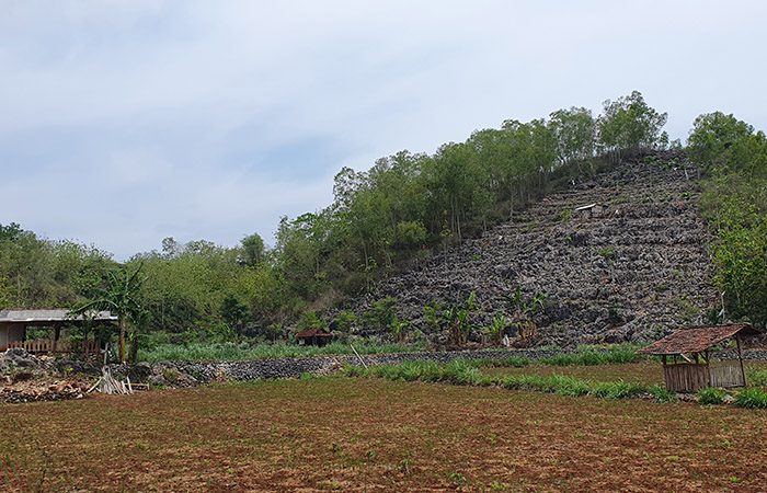 TUMPANGSARI: Para petani yang menggunakan sistem tumpang sari di Gunungkidul tidak bisa mengoptimalkan lahannya akibat hama ulat dan serangan monyet ekor panjang.&nbsp;