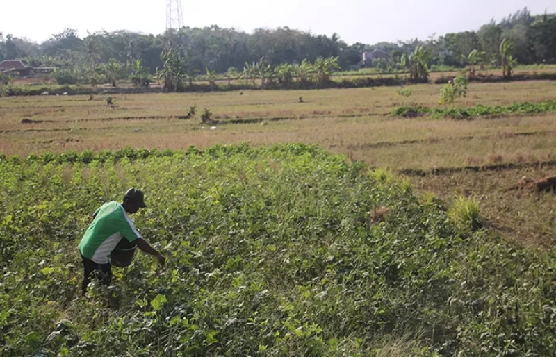 SIRAM: Petani menggarap sawah di Bantul. (Gregorius Bramantyo/Radar Jogja)