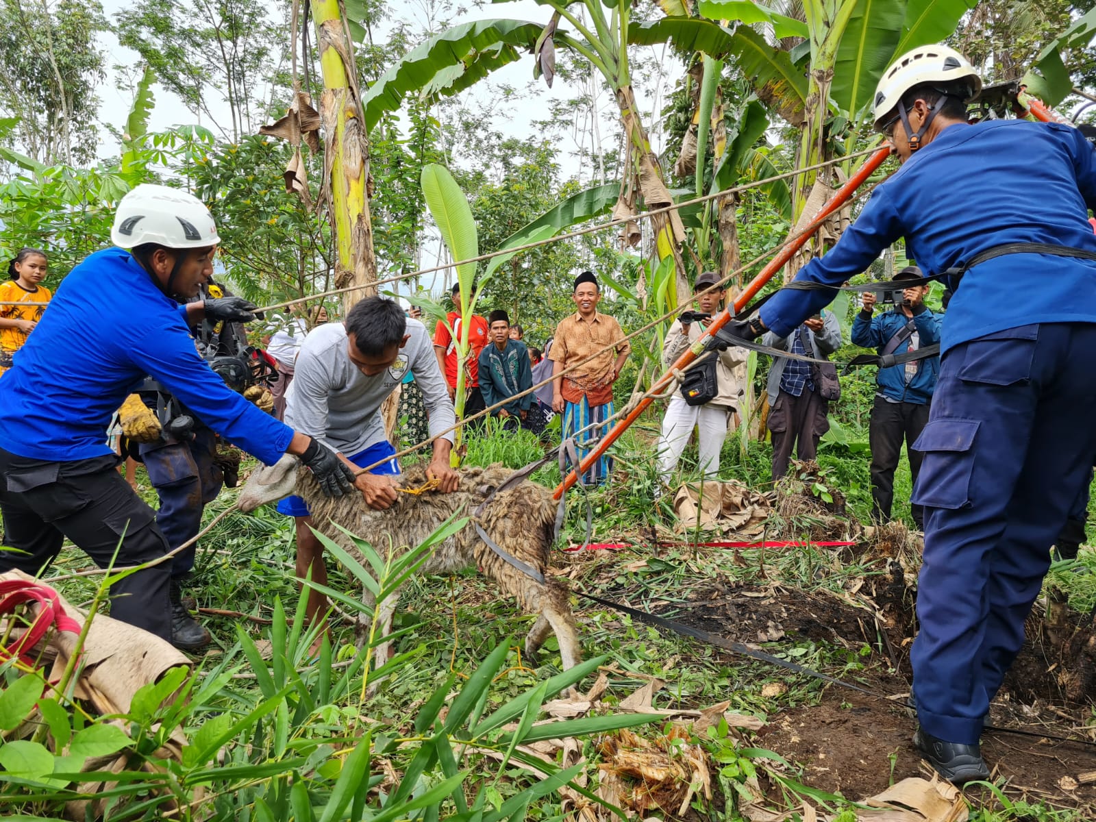 EVAKUASI: Sejumlah petugas Damkar Kabupaten Magelang berusaha mengangkat empat ekor kambing yang jatuh ke dalam sumur di Dusun Tidaran, Candiretno, Secang, Jumat (8/12). (Naila Nihayah/Radar Jogja)