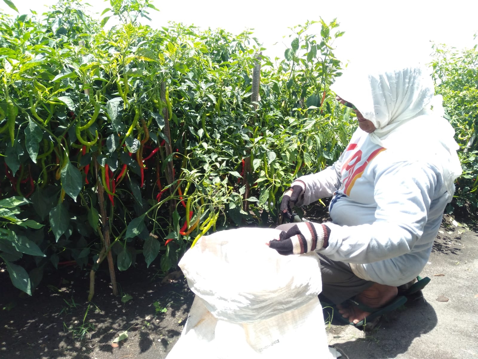 SUBUR: Petani cabai di lahan pasir kawasan Pantai Samas, Srigading, Sanden saat memetik cabai. Tahun ini, Pemkab Bantul bakal mengoptimalkan 30 persen lahan pasir yang tersisia untuk sektor pertanian.