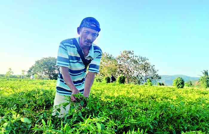 Ilustrasi pertanian.