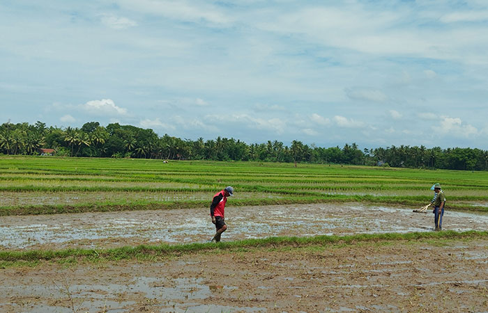 MENGHIJAU: Para petani di wilayah Kecamatan Purwodadi saat mengolah lahannya dan segera siap untuk ditanami padi, (9/1).JIHAN ARON VAHERA/RADAR JOGJA