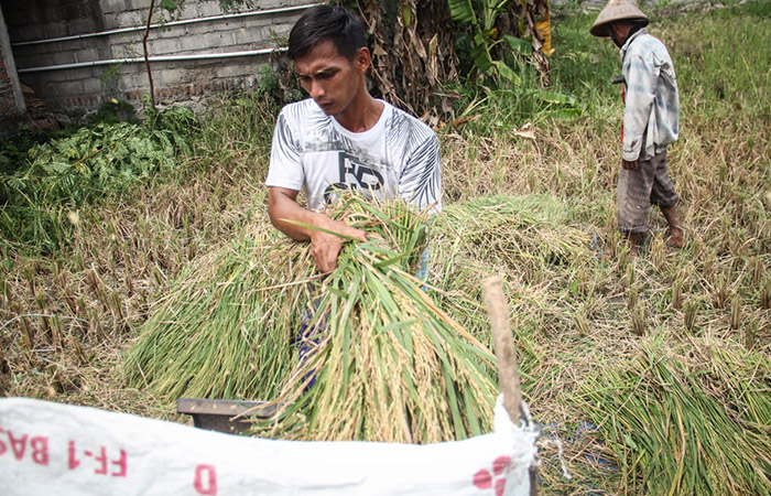 PANEN RAYA: Anggota kelompok Tani Bulus Kulon saat merontokkan padi yang telah dipanen menggunakan mesin di wilayah Kalurahan Sumberagung, Kapanewon Jetis, Bantul.