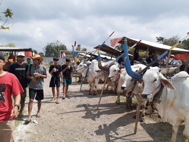 TRADISI: uasana festival gerobak sapi yang digelar di kalurahan Caturharjo, Sleman beberapa waktu lalu.IWAN NURWANTO/RADAR JOGJA