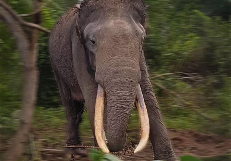 Gajah Rahman yang meninggal diduga karena perburuan liar dan gadingnya diambil oleh oknum tidak bertanggung jawab.X/@YayasanWWFIndonesia