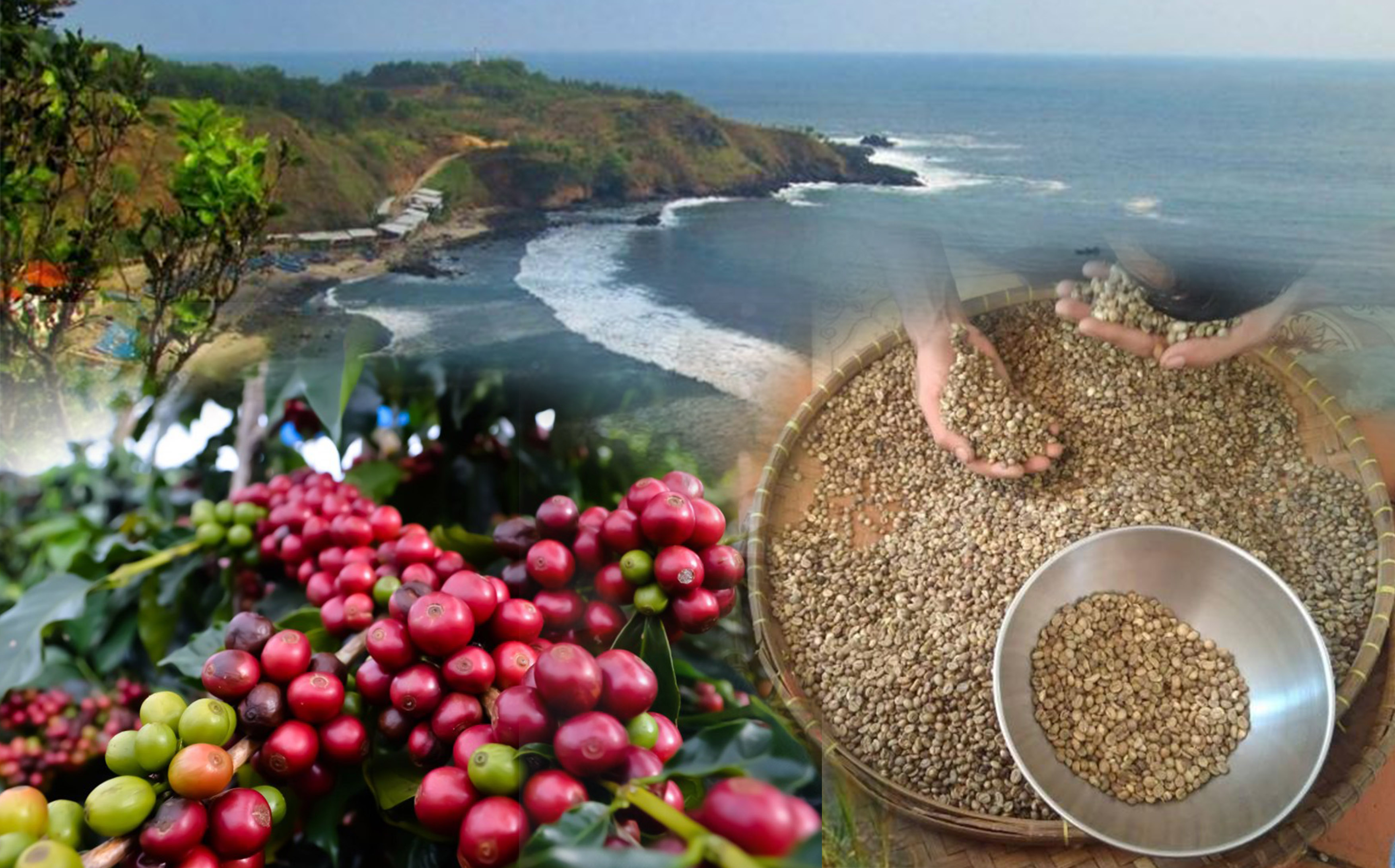 Kopi Ambal di Desa Kucangan, Kecamatan Ambal, Kabupaten Kebumen.