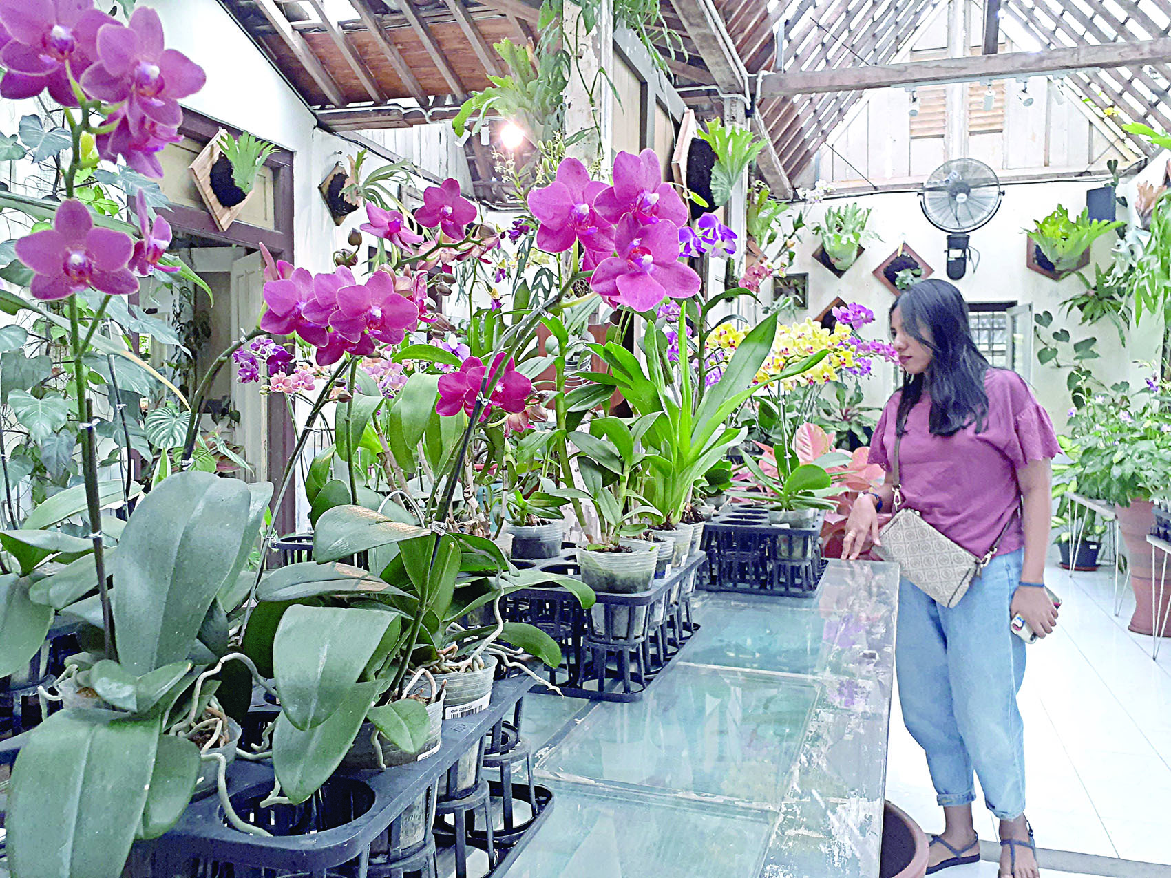 PEMANDANGAN INDAH:&nbsp;Suasana di Anggrek Astuti Jogja dan Kedai Astuti. Tempat tersebut merupakan satu-satunya kedai kopi berkonsep kebun anggrek di Jogjakarta.