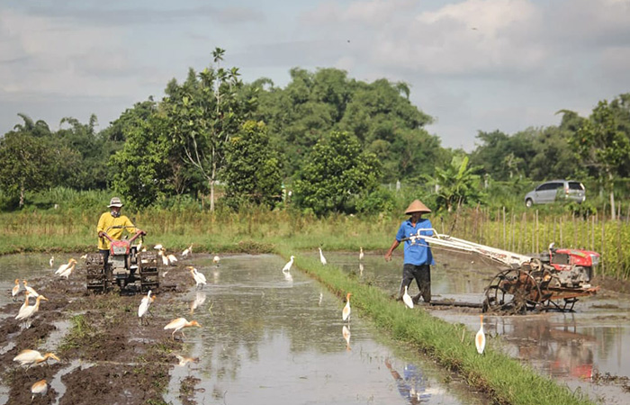 TAK LAGI MANUAL: Petani mengolah lahan menggunakan traktor di Padukuhan Blawong, Kalurahan Trimulyo, Jetis, Bantul.