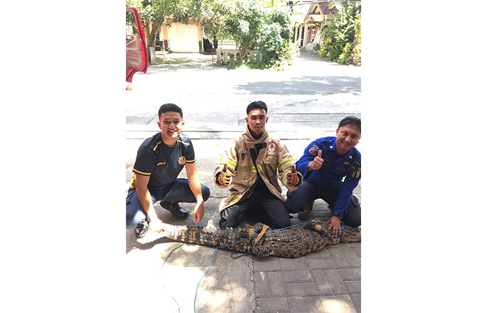 EVAKUASI: Petugas Damkarmat BPBD Bantul saat menangkap buaya yang lepas di pekarangan warga di Padukuhan Sonopakis Lor, Ngestiharjo, Kasihan kemarin (18/2).