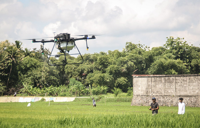 TAK LAGI MANUAL: Petugas Pengendali Organisme Pengganggu Tumbuhan (POPT) DKPP Bantul sedang mengoperasikan drone untuk menyemprot pestisida di lahan sawah di Kasihan kemarin (20/2).