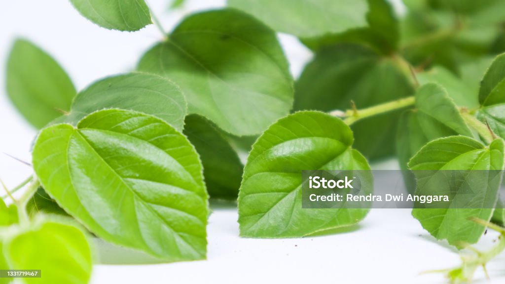 Bagi masyarakat Indonesia tentunya sudah tidak asing lagi dengan yang namanya tanaman bidara.