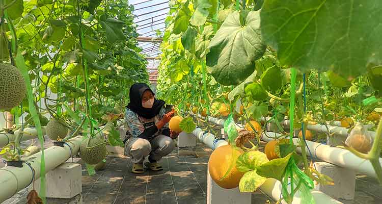 TUMBUH SUBUR: Suasana petik melon di Green House Kinan Earth, Wonosari, Kabupaten Gungkidul kemarin (21/2).