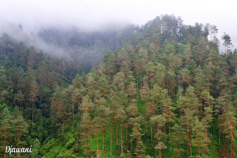 ALAMI: Menikmati pesona alam yang menakjubkan di Bukit Grenden, tempat di mana keindahan dan ketenangan bersatu.