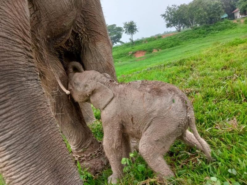Kondisi bayi gajah di Taman Nasional Way Kambas/