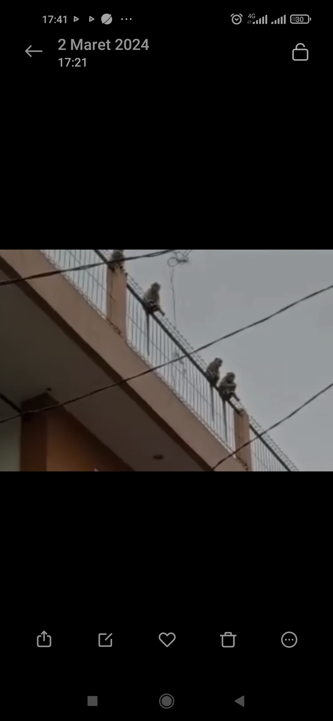 Viral kawanan monyet turun kebawah Gempar! Penghuni Atas Kawanan Monyet Turun Ke pemukian Warga Penduduk
