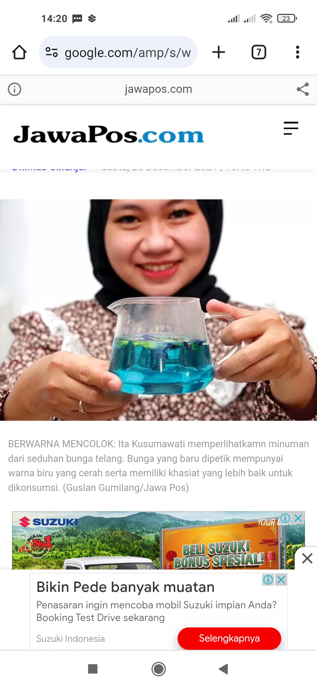 MANFAAT: Minuman dari seduhan bunga telang. Bunga yang baru dipetik mempunyai warna biru yang cerah serta memiliki khasiat yang lebih baik untuk dikonsumsi.