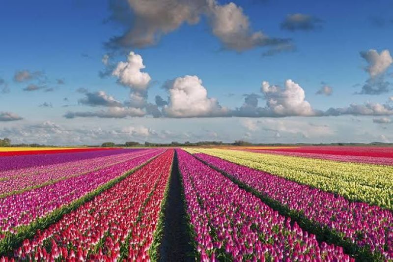 Keukenhof surganya bunga di Belanda.