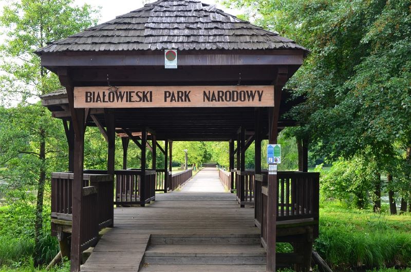 Taman nasional Bialowieza di Polandia.