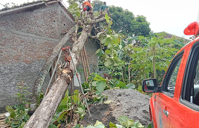TERDAMPAK: Hujan dengan intensitas ringan hingga lebat yang terjadi pada Kamis (14/3) mengakibatkan ratusan pohon tumbang di Bantul.