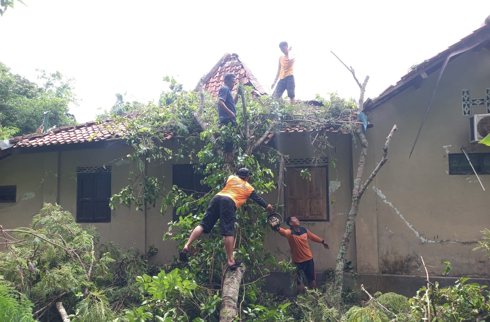 ANTISIPASI: Tim Reaksi Cepat (TRC) BPBD Purworejo saat menangani pohon tumbang di Desa Sumbersari, Purwodadi, Purworejo beberapa waktu lalu.(ISTIMEWA)