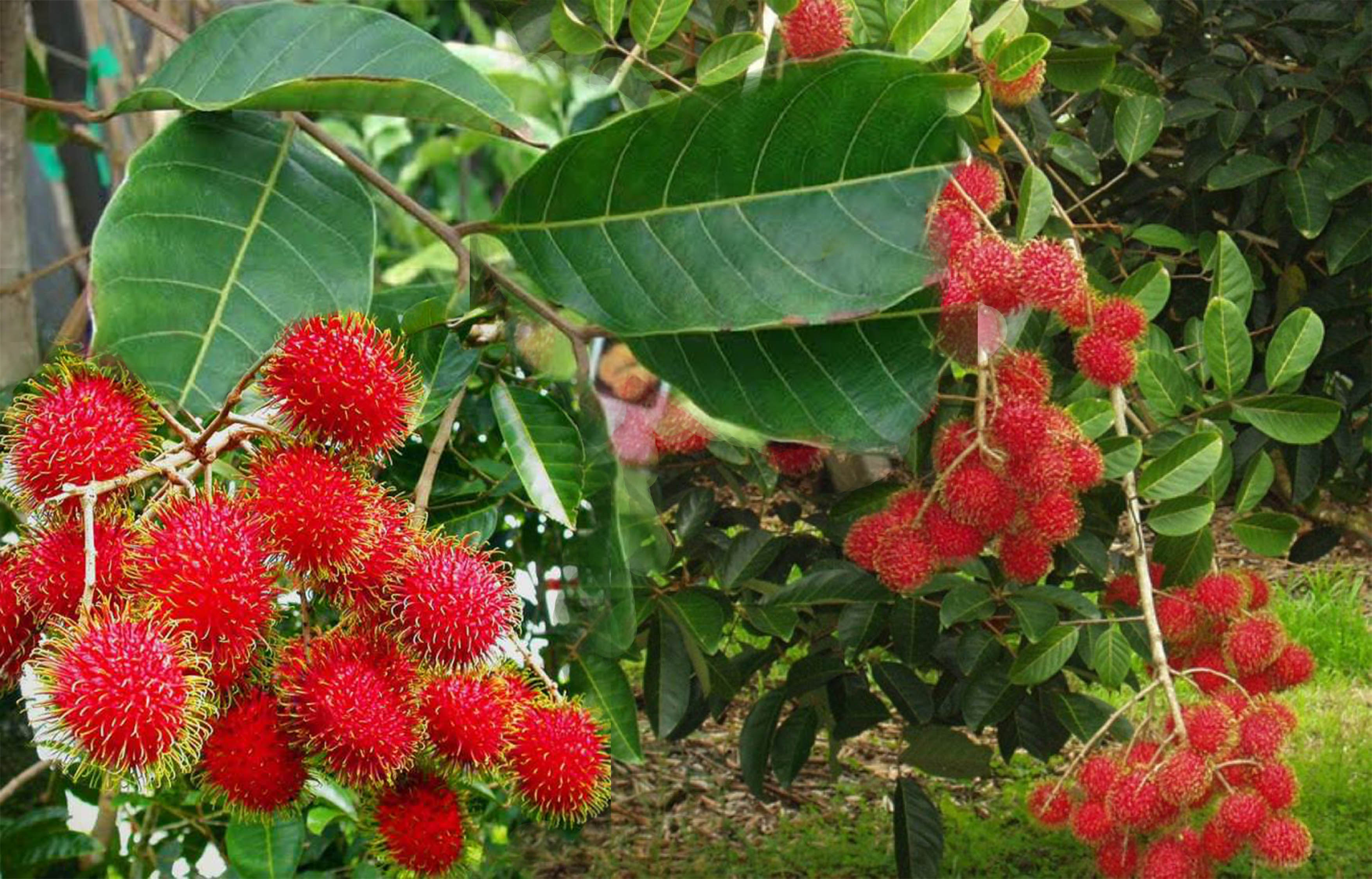 Tidak hanya ada pada buahnya, segudang manfaat tersimpan dalam daun pohon rambutan.