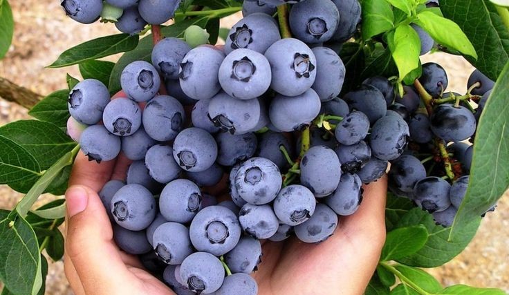 Blueberry kaya akan khasiat