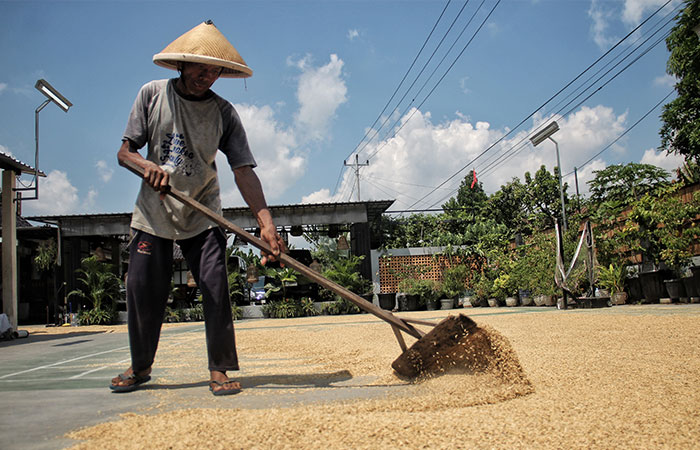TELATEN: Petani merapikan gabah yang dijemur di tempat penggilingan padi Umbul Rejeki di Padukuhan Pandes, Wonokromo, Pleret, Bantul kemarin (16/4).