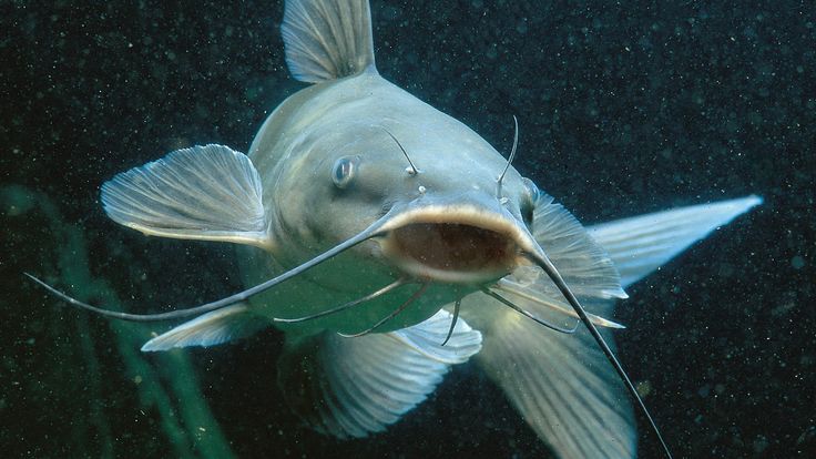 &nbsp;Ingin mencari nutrisi untuk anak, ikan lele menjadi salah satu rekomendasi ikan dengan omega tinggi