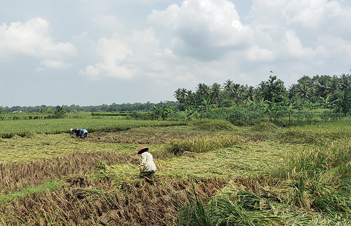TERDAMPAK: Sejumlah petani tampak tengah memanen padi yang roboh dengan memotong secara manual menggunakan sabit di Desa Wonoroto, Purworejo (21/4).