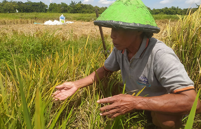 INI LHO: Petani menunjukkan tanaman padi yang terserang hama wereng di Tamantirto, Kasihan, Bantul kemarin (21/4).