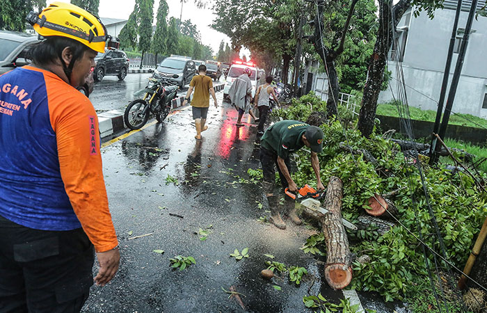 EVAKUASI: Suasana saat petugas melakukan penanganan bencana pohon tumbang dampak hujan disertai angin kencang di ring road barat kemarin (23/4).