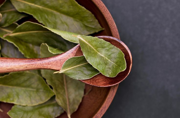 daun salam dengan segudang manfaat