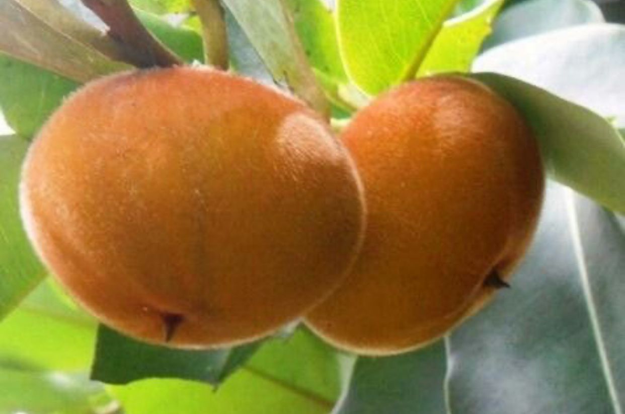 Buah bisbul
