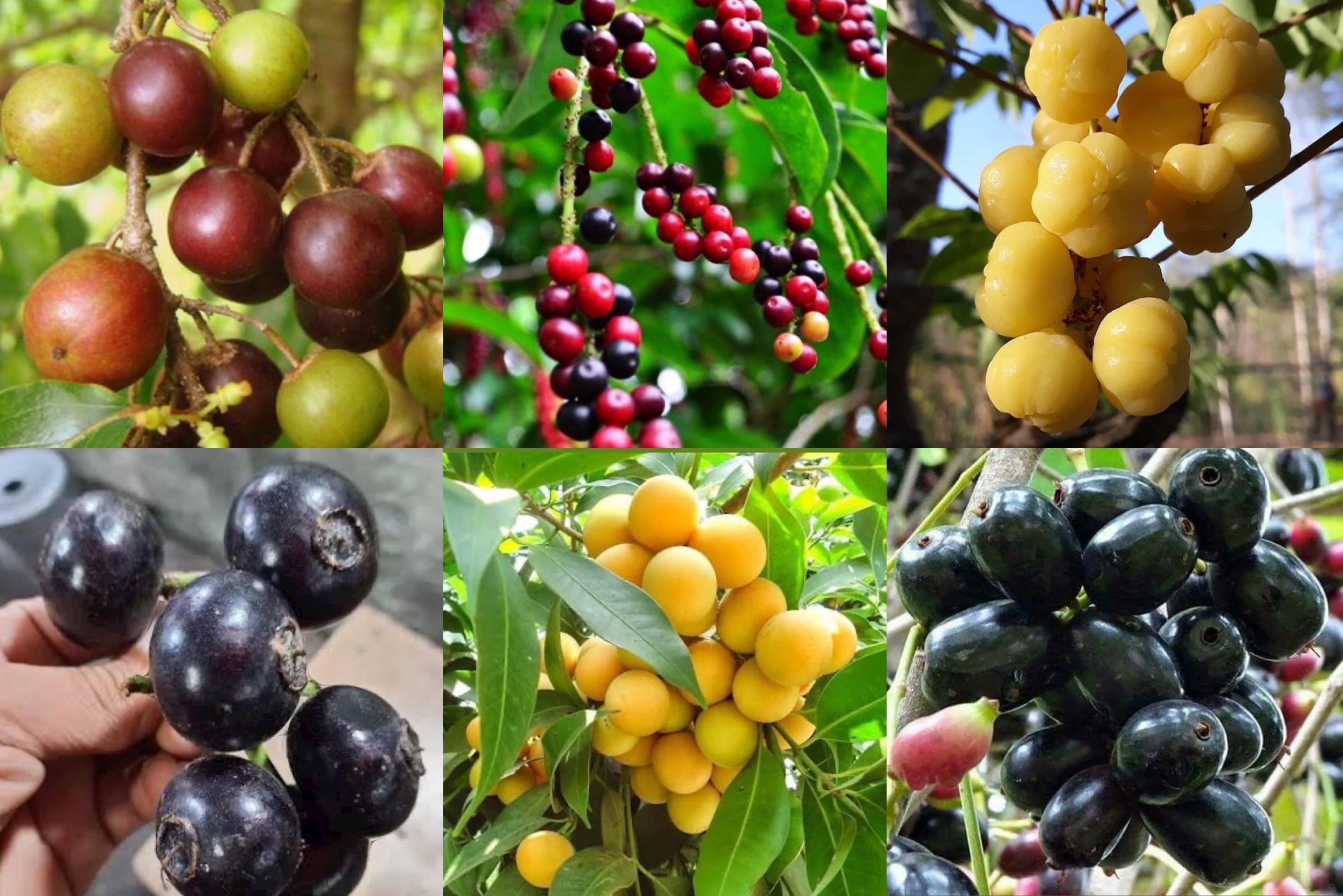 Buah langka yang cocok untuk rujak