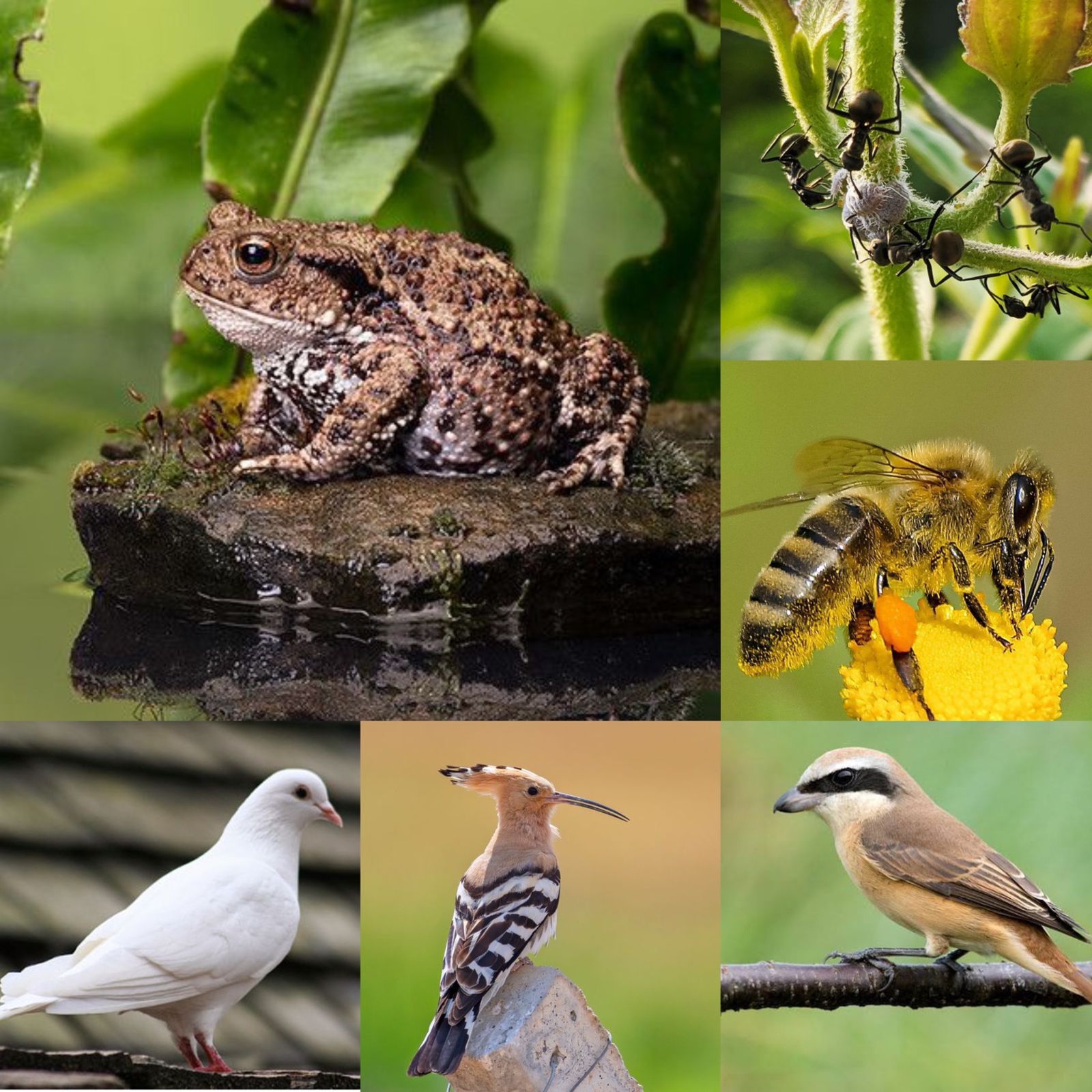 Hewan yang tidak boleh dibunuh menurut islam