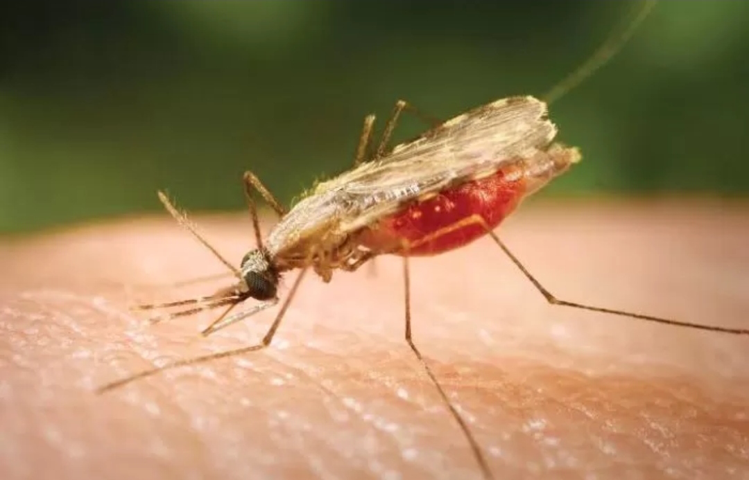 Ternyata nyamuk malaria atau istilahnya disebut dengan nyamuk anopheles sangat berbahaya hingga dapat menyebabkan kematian.