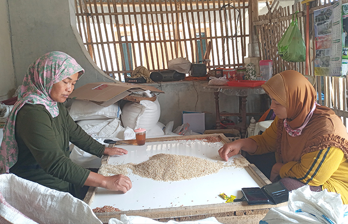 TELITI: Para pekerja tengah memisahkan antara beras dan gabah agar produksi milik Gabungan Tani Organik Sawangan (Gatos) semakin berkualitas.NAILA NIHAYAH/RADAR JOGJA