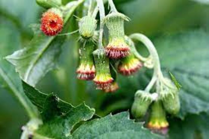 Daun sintrong memiliki segudang manfaat