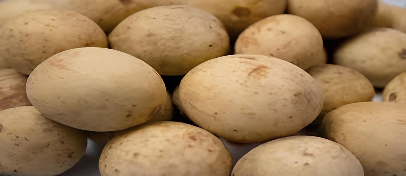 Buah Kokosan