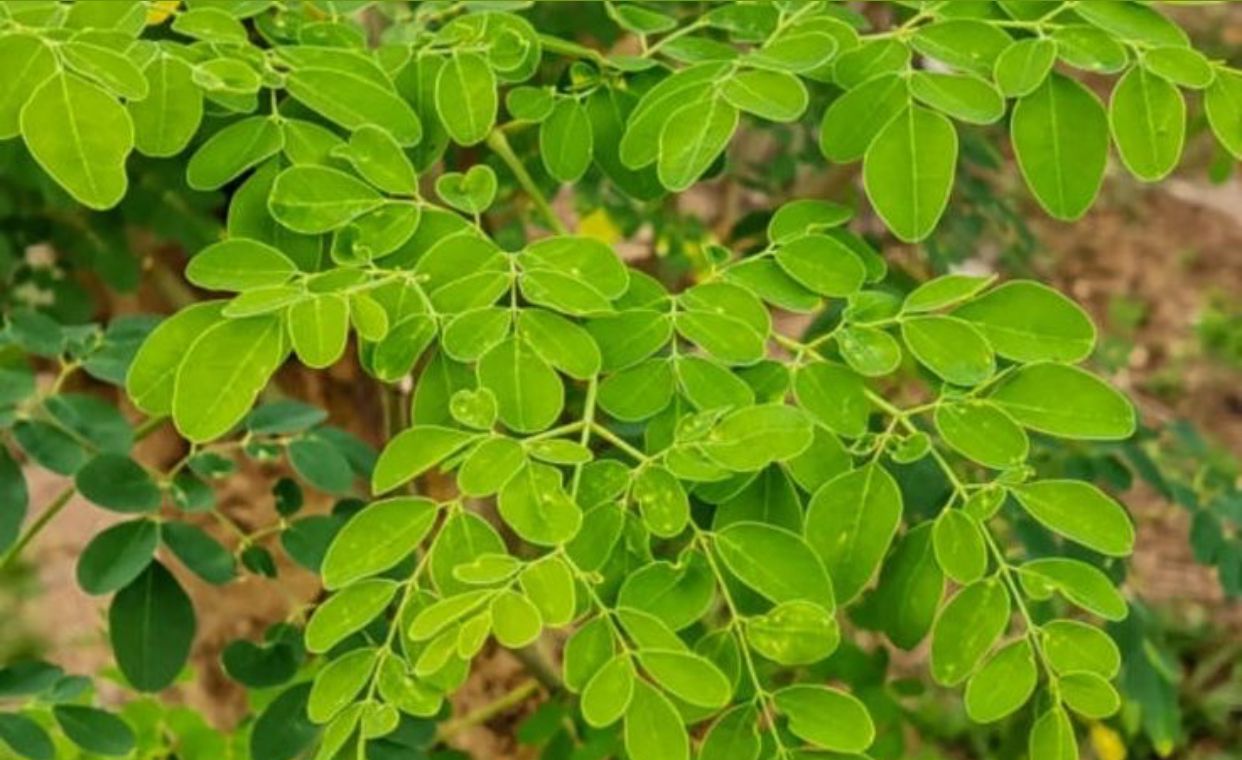 Daun Kelor